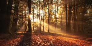 Herbstsonne scheint im Wald